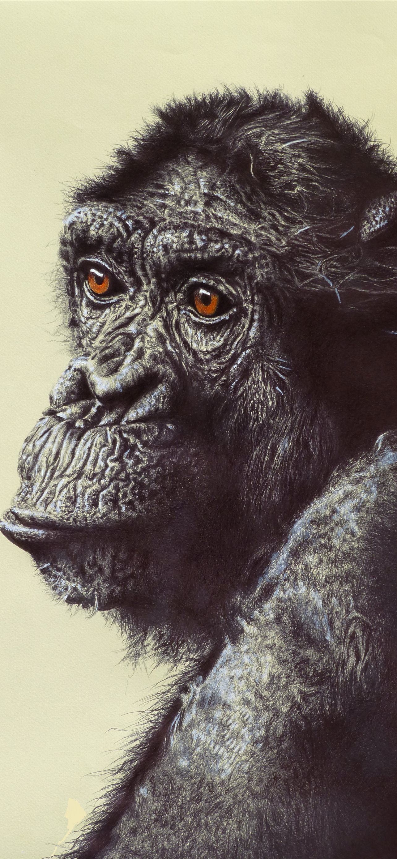 Chimpanzee, iPhone wallpapers, High-definition display, Stunning visuals, 1290x2780 HD Handy