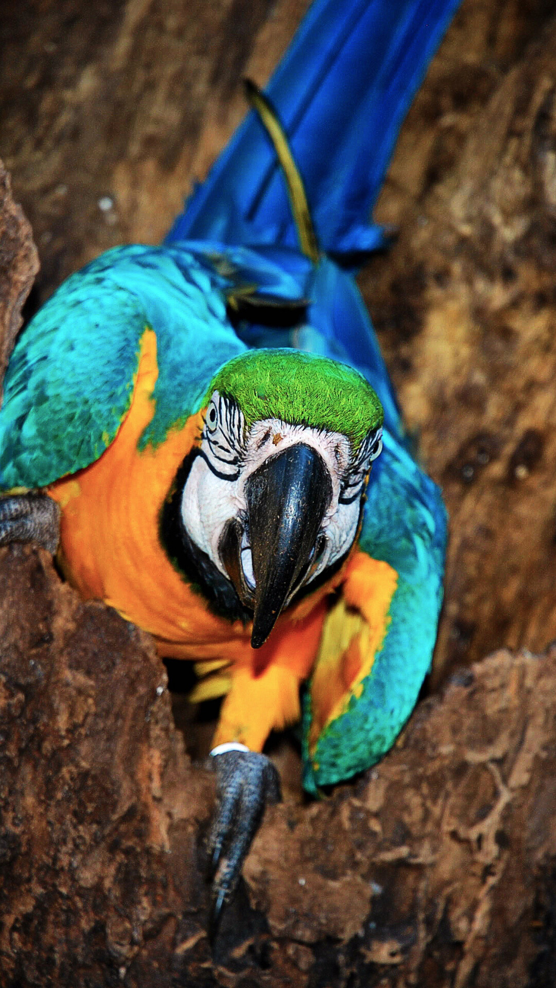 Bird: A blue-and-yellow macaw, Parrot, Ara ararauna. 1080x1920 Full HD Background.