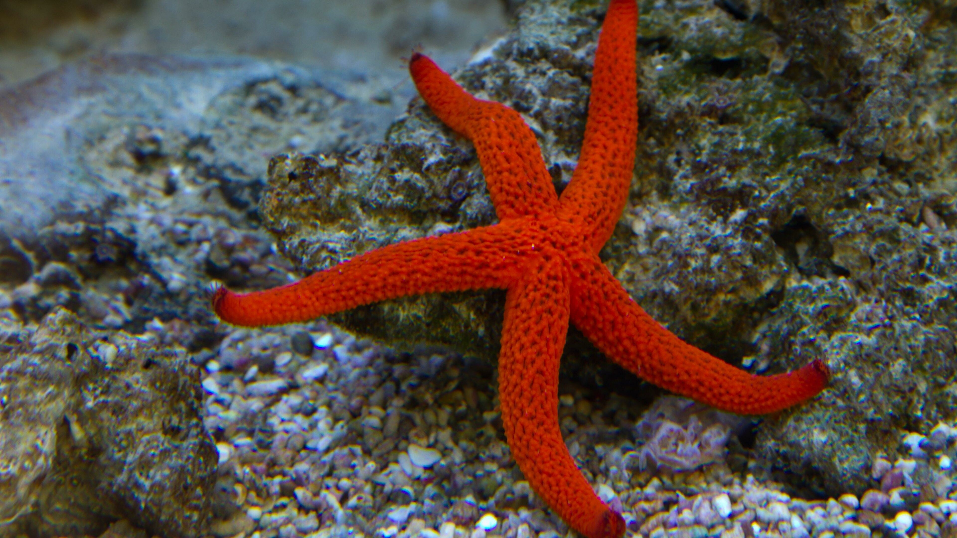 Starfish: Starfish Ocean Underwater Wallpapers - Wallpaper Cave. 3840x2160 4K Wallpaper.