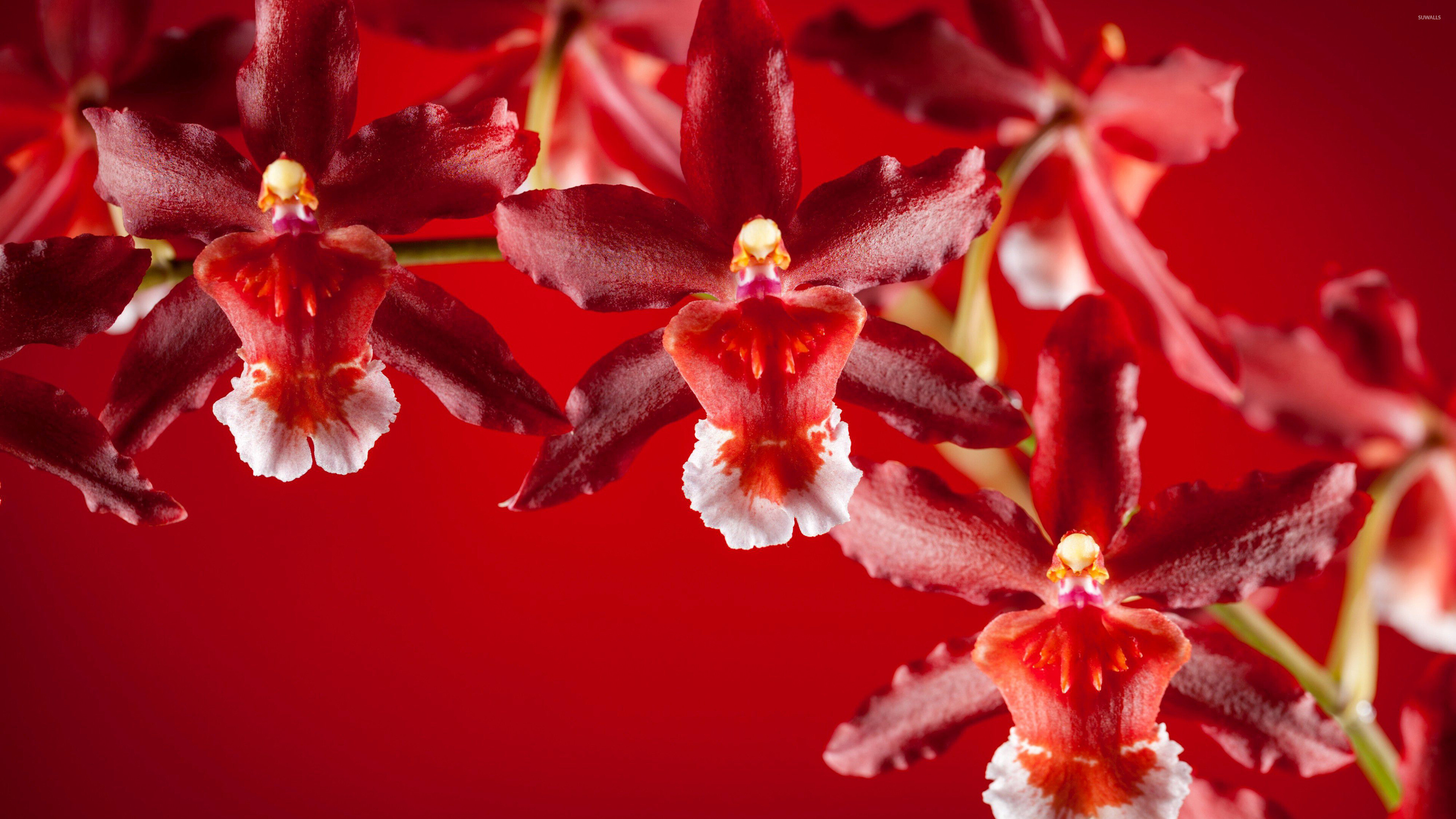 Orchid: Plants that belong to the family Orchidaceae. 3840x2160 4K Wallpaper.