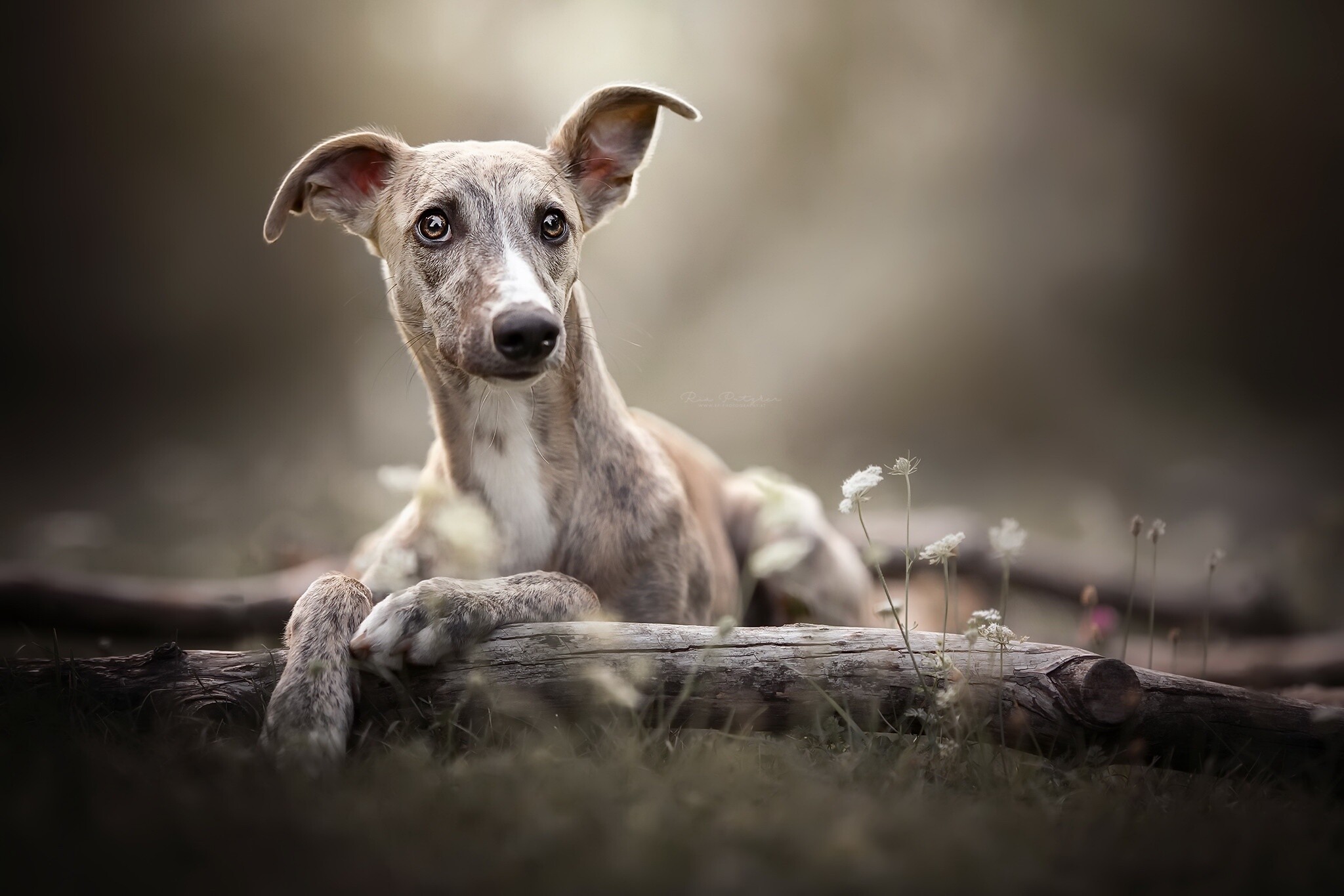 Whippet Dog: Whippets are sleek, mid-sized dogs that were bred for chasing small prey. 2050x1370 HD Wallpaper.