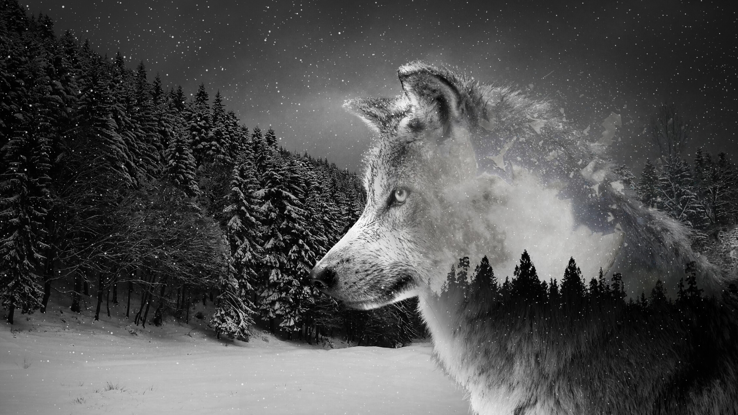 Wolf: Female wolves tend to have smoother-furred limbs than males and generally develop the smoothest overall coats as they age. 2560x1440 HD Wallpaper.