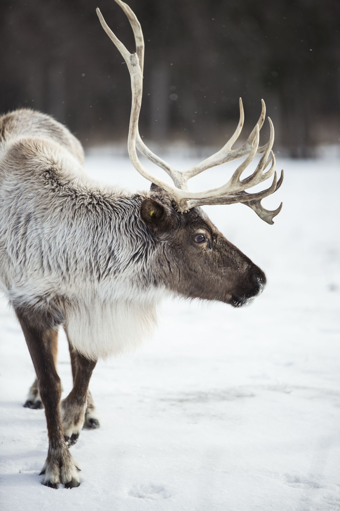 Caribou ideas, Caribou hunting, Wildlife encounters, Nature's wonders, 1340x2000 HD Handy