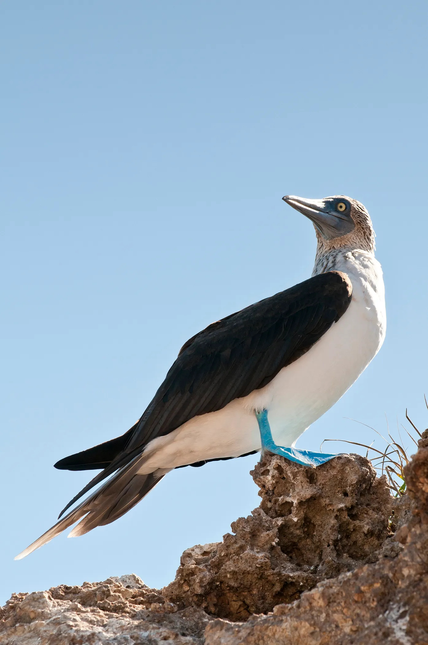 Marrietas Islands, Blue footed booby, Travelworld international magazine, Bird, 1400x2100 HD Handy