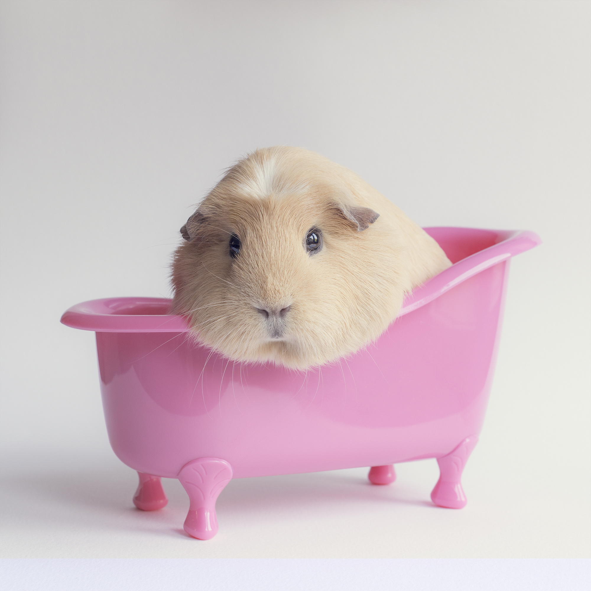 Guinea Pig, Cute rodents, HD wallpapers, Adorable companions, 2000x2000 HD Handy