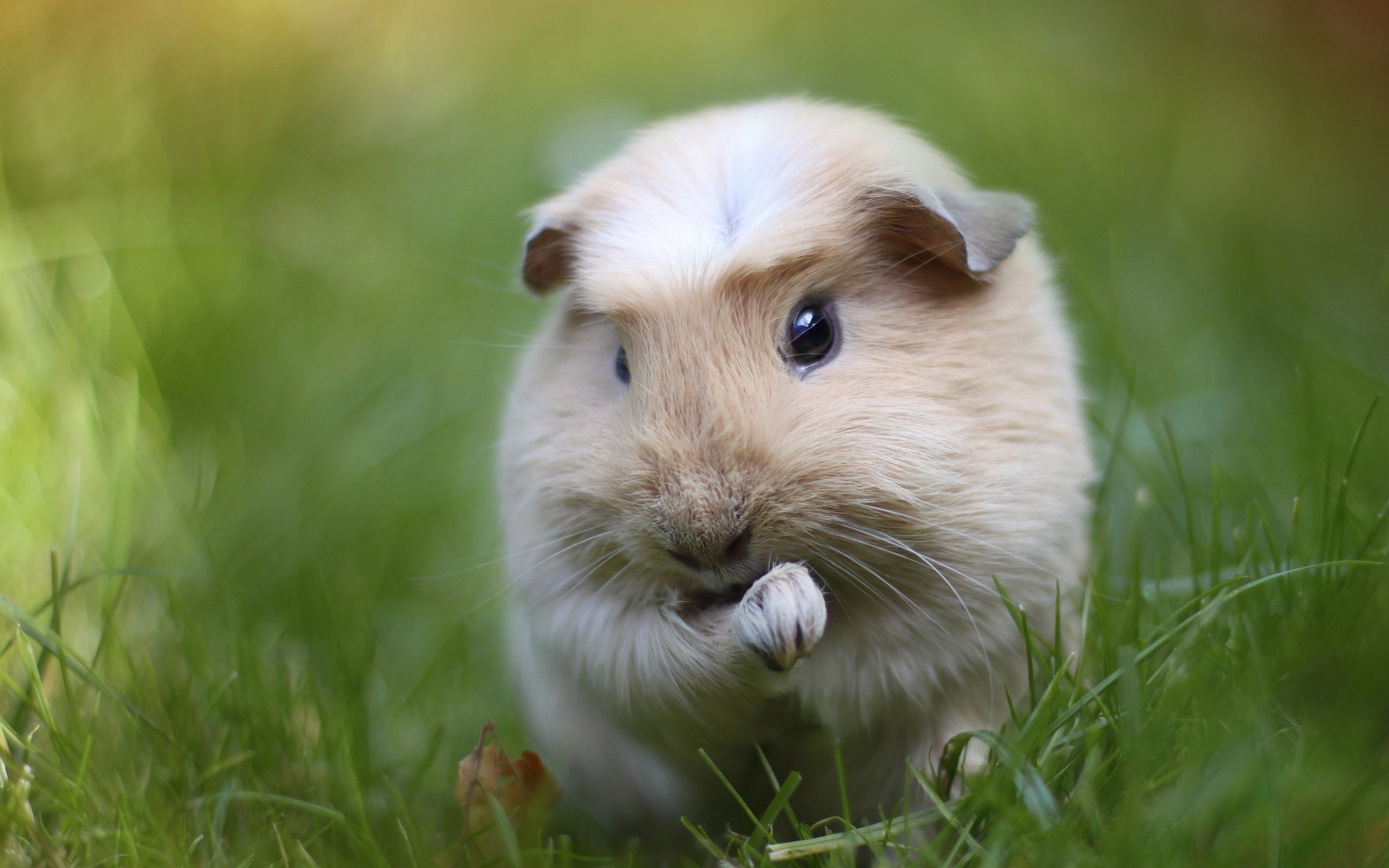 Endearing guinea pigs, Lovable furry pets, Adorable creatures, Playful companions, 2880x1800 HD Desktop