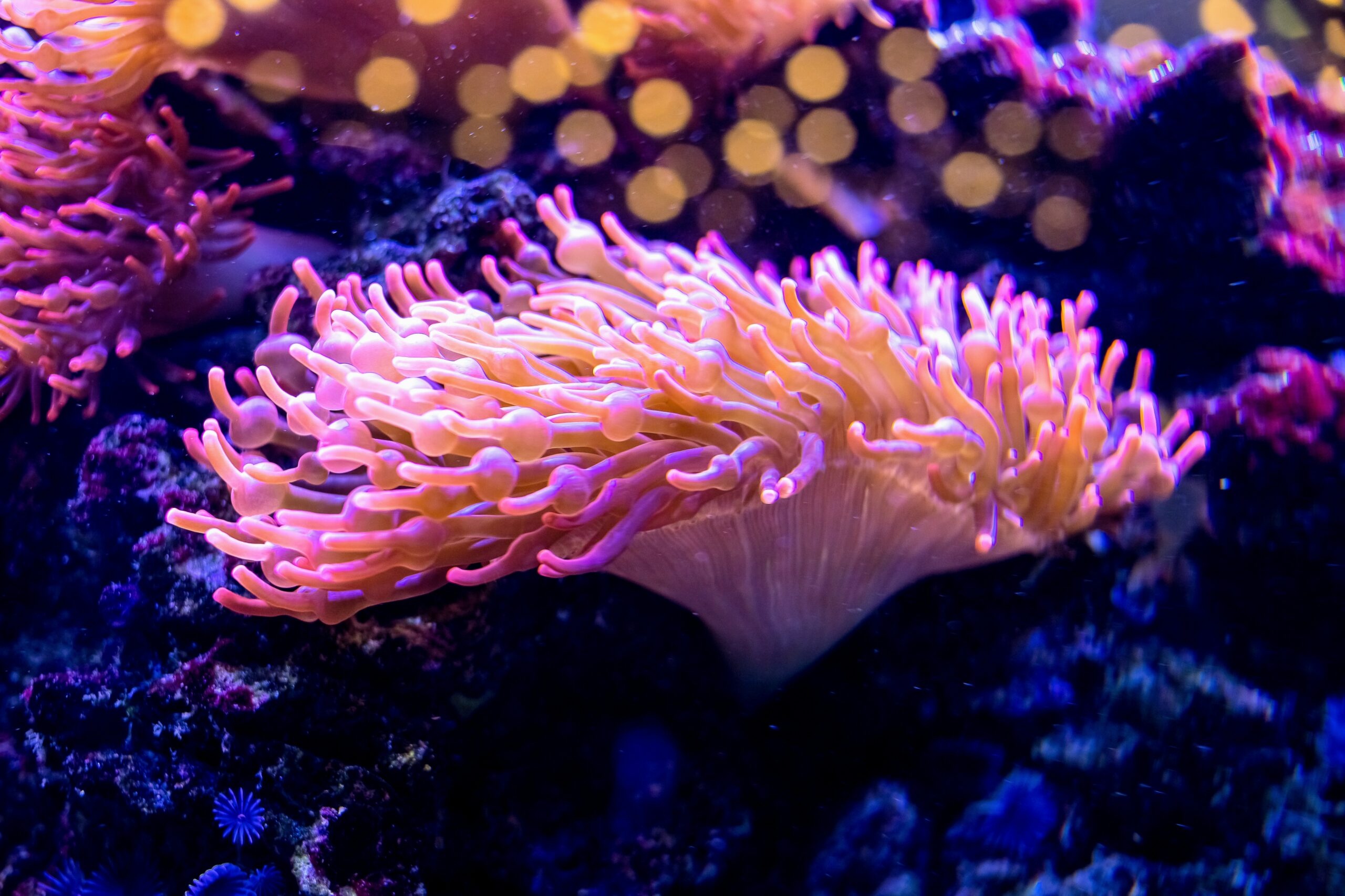 Venomous sea anemone, Important drugs, 2560x1710 HD Desktop