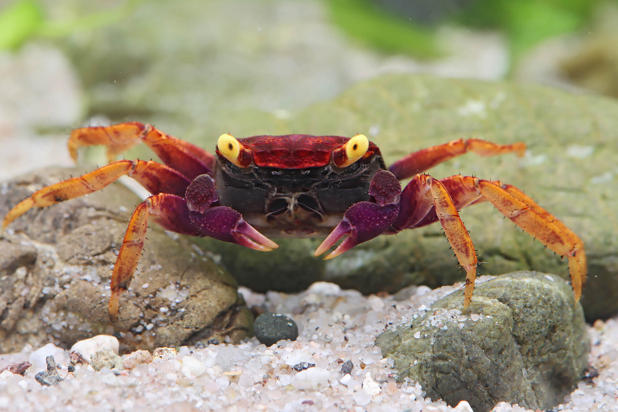 Crab: Vampire crab, A shell made of calcium carbonate. 2000x1340 HD Background.