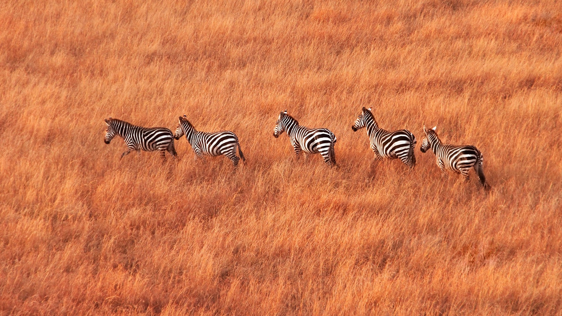 Zebras in savanna, Maasai Mara National Reserve, Kenya, Windows 10 spotlight images, 1920x1080 Full HD Desktop