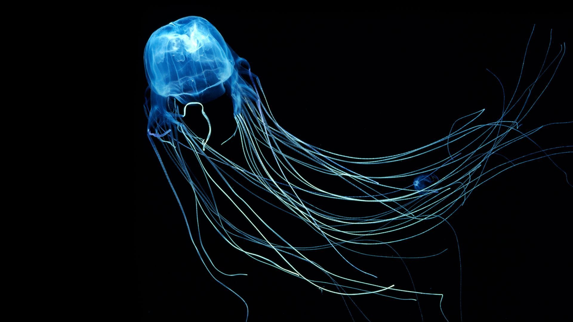 Enchanting medusa, Otherworldly beauty, Serene jellyfish, Captivating underwater imagery, 1920x1080 Full HD Desktop