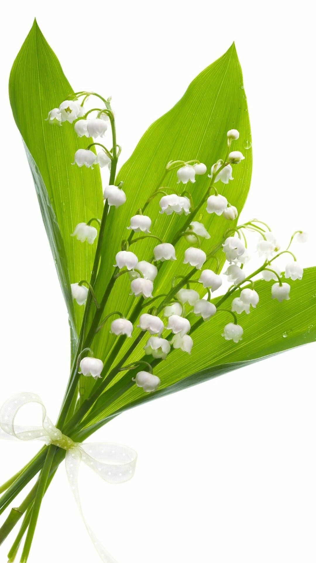 Lily of the Valley: The little bell-shaped inflorescences are symbols of purity, innocence, and love and, in many countries, they bloom just in time for Mother’s Day. 1080x1920 Full HD Wallpaper.