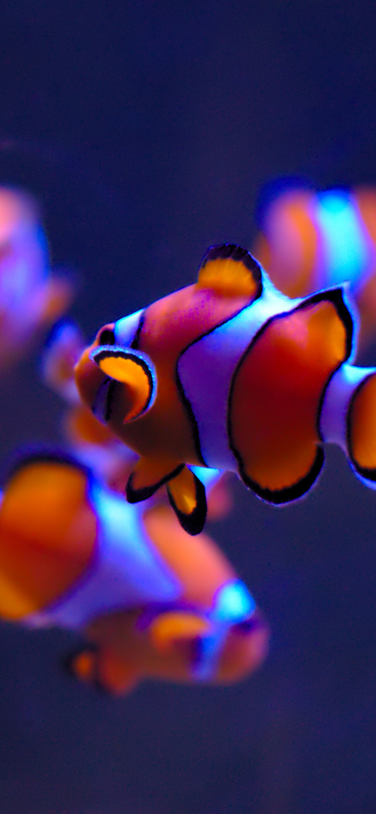 Clownfish wallpaper, 4k aquarium, Underwater animals, Exotic marine life, 1290x2780 HD Phone