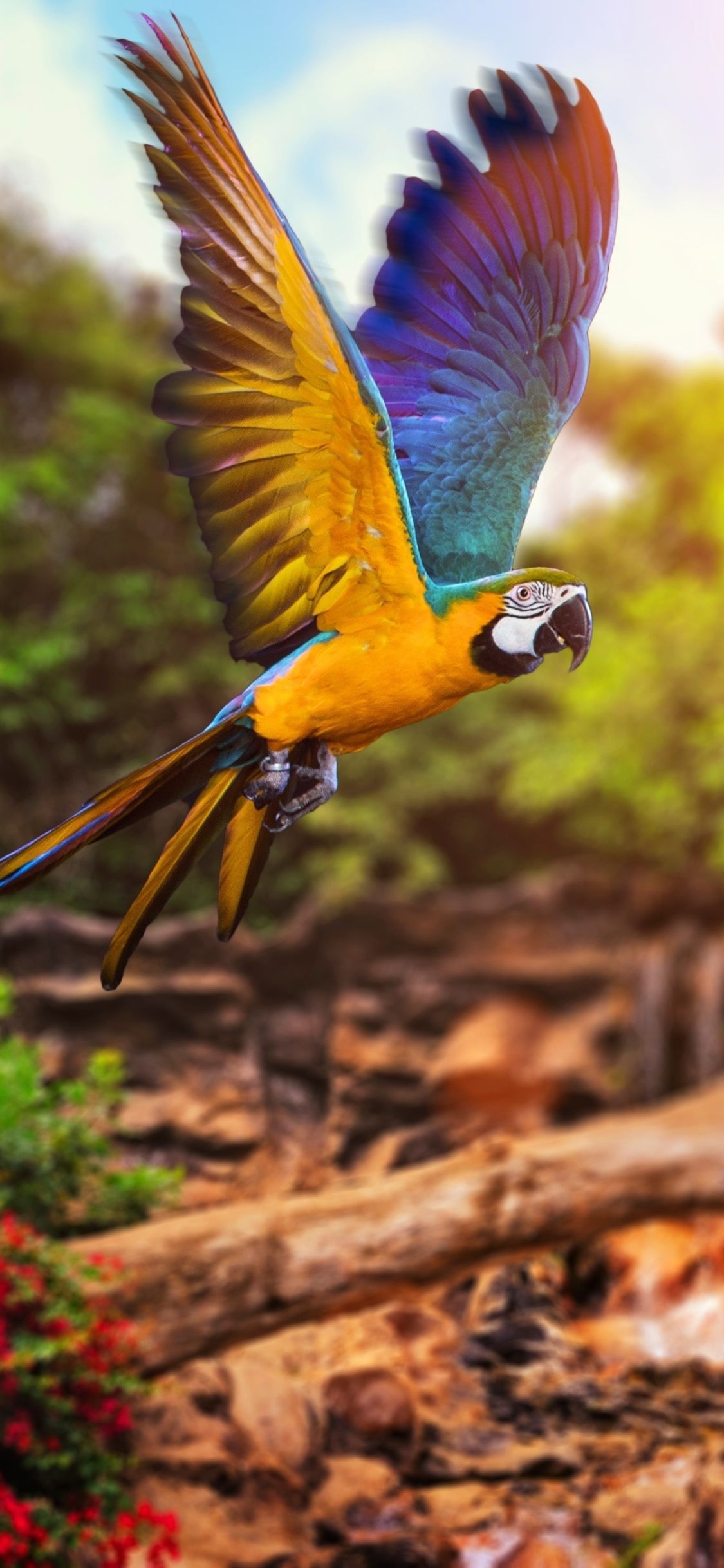 Costa Rica, Parrot beauty, Latina landscapes, Travels, 1130x2440 HD Phone