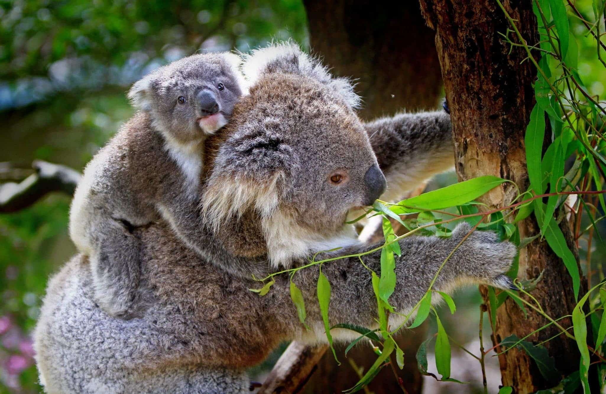 Where to spot koalas, Koalas around the world, Global koala habitats, Koala observation, 2050x1340 HD Desktop