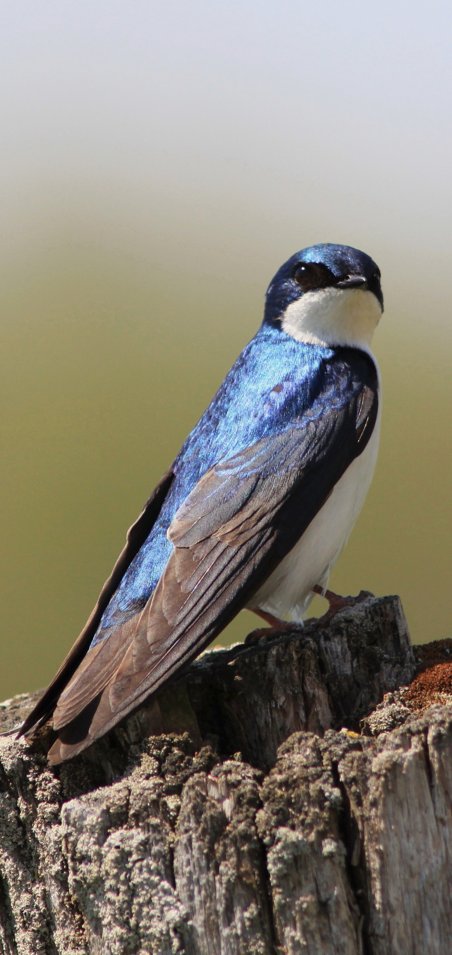 Animal swallow, Beautiful plumage, Nature observation, Avian beauty, 1440x3040 HD Handy