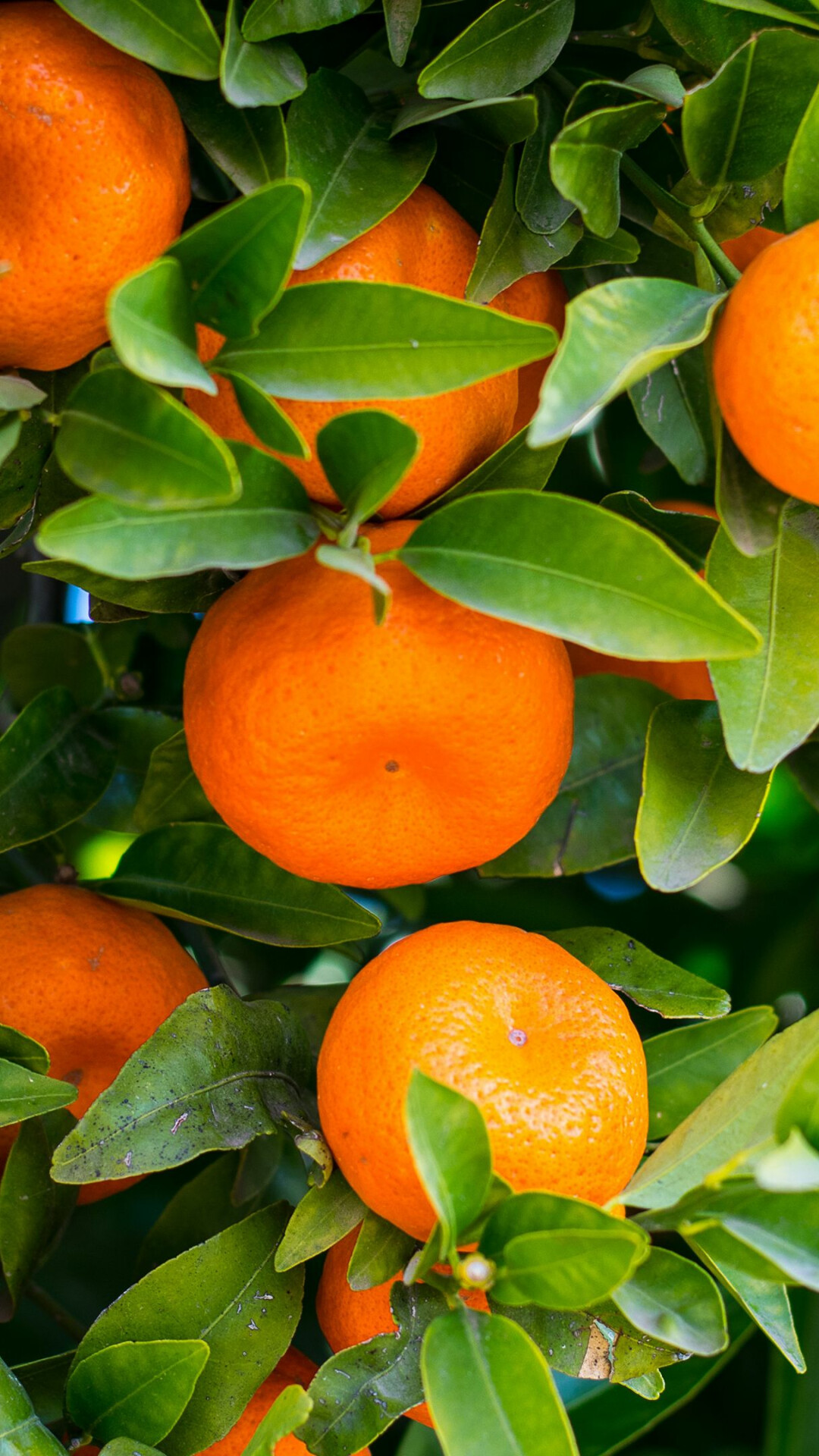 Fruit: Tangerine, A group of orange-colored citrus. 1080x1920 Full HD Wallpaper.