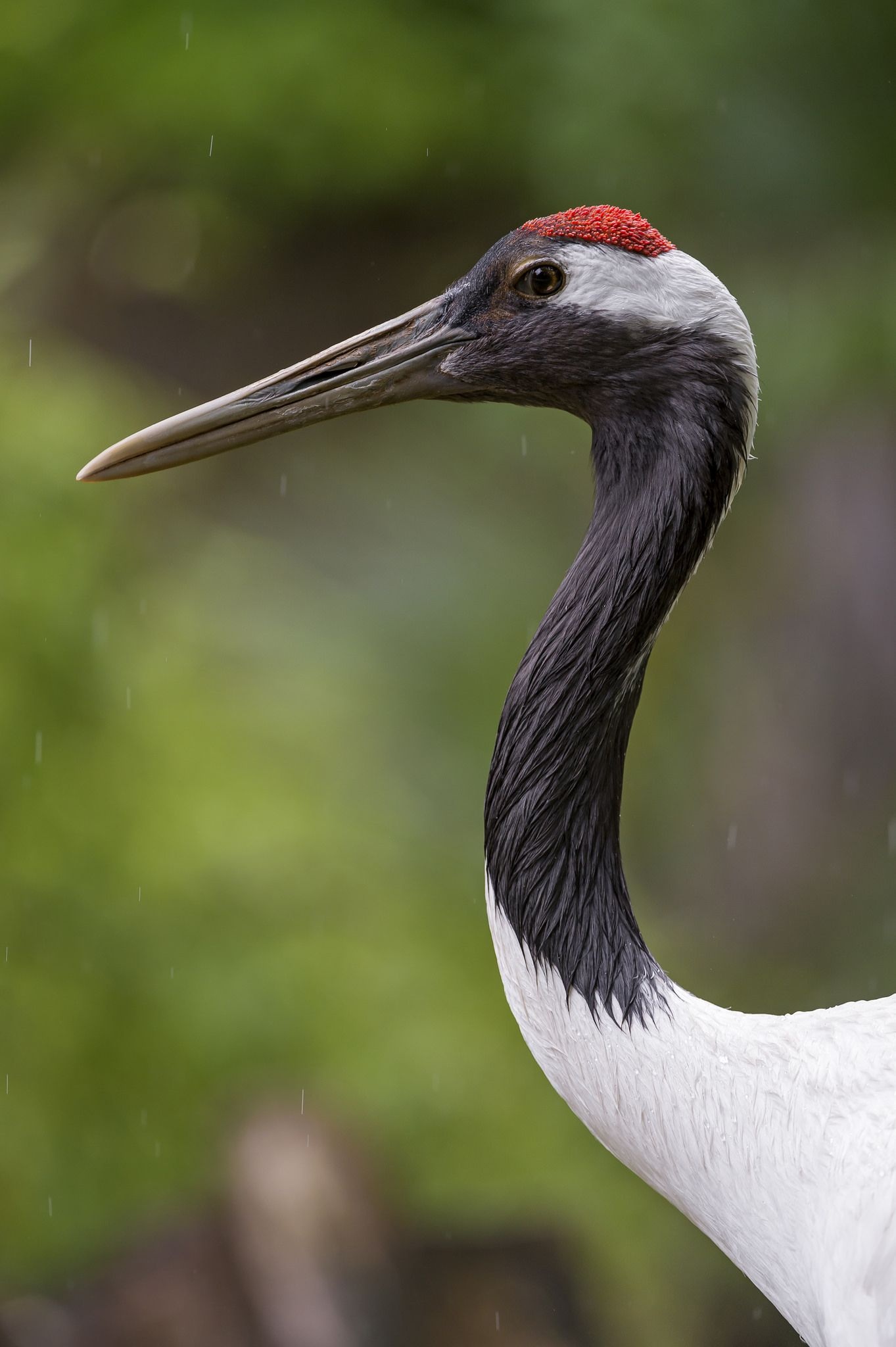 Crane bird, Beautiful birds, Red crowned crane, Bird photography, 1370x2050 HD Phone