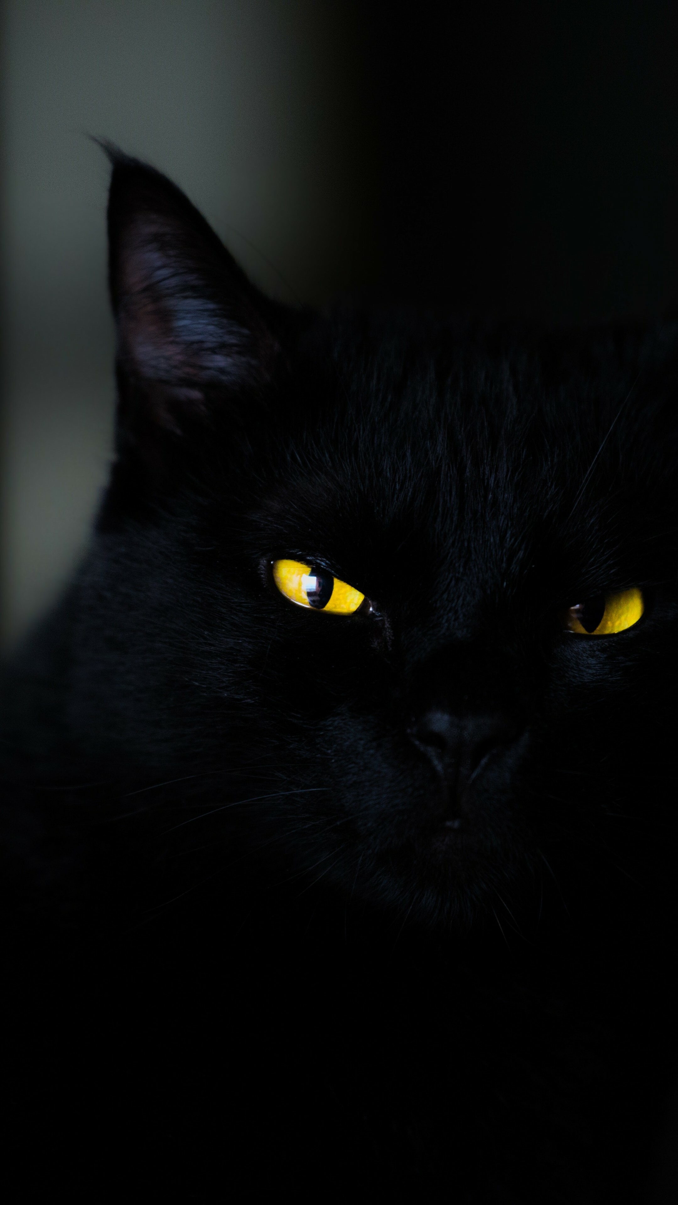 Black cat, Yellow eyes, 2160x3840 4K Phone
