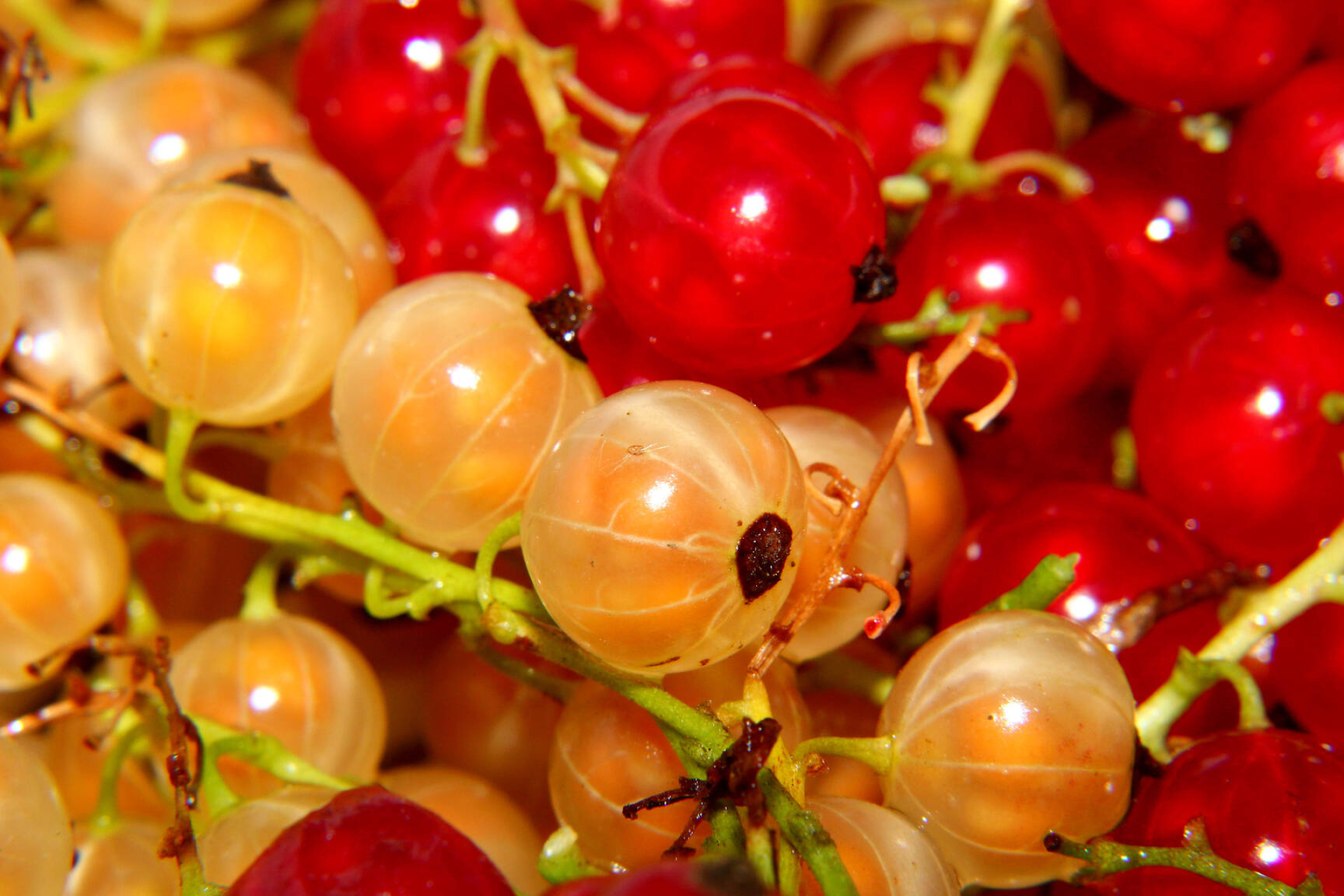 Berries, White currants, Blackberry, CC by license, 1920x1280 HD Desktop