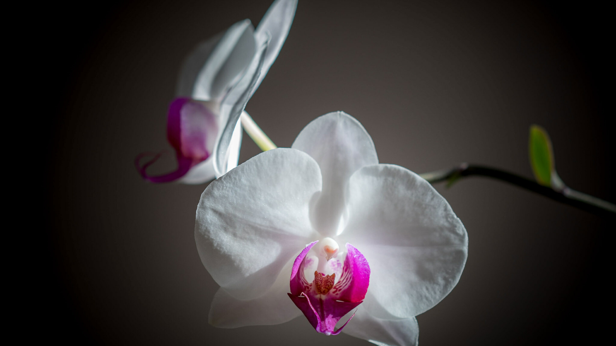 Orchid: Orchids are popular houseplants that typically can be started anytime for indoor growth, though repotting is best after flowering. 2050x1160 HD Background.