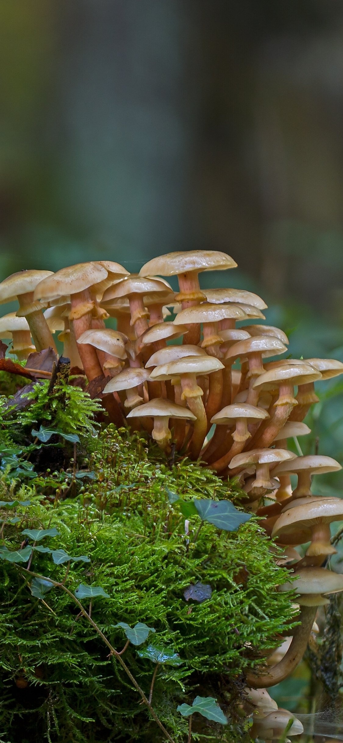 Forest mushrooms, Earthy delights, Hidden gems, Mushroom beauty, 1130x2440 HD Phone