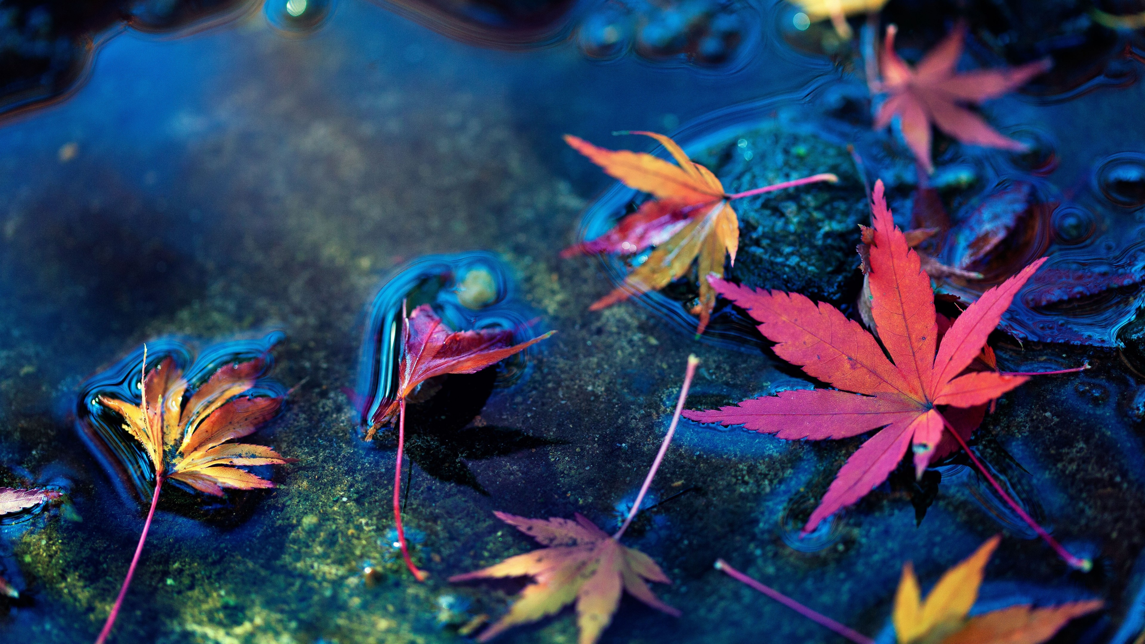 Maple leafs, HD nature, 4K wallpapers, Images, 3840x2160 4K Desktop