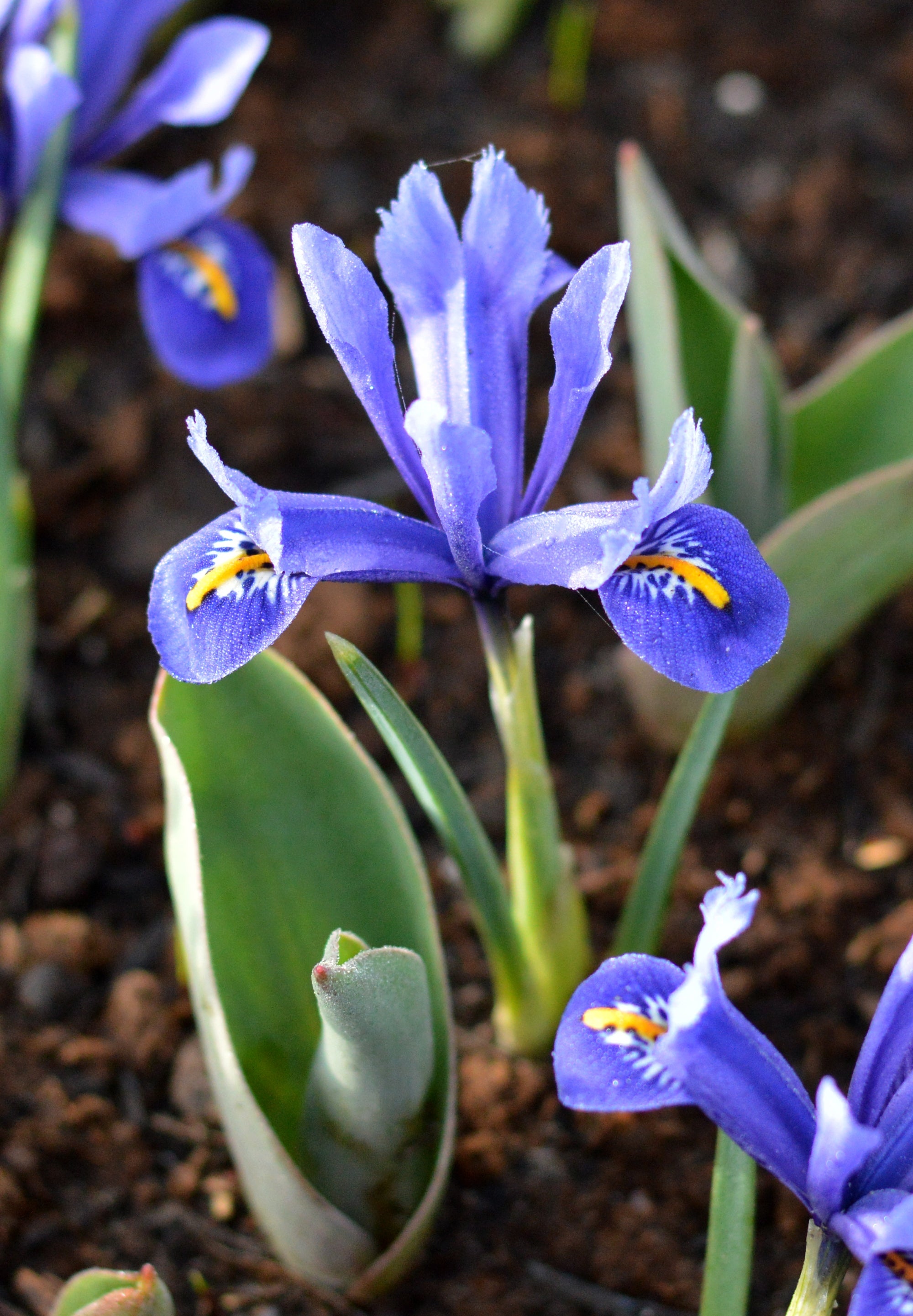 Iris, Dwarf iris, Top-Quality, Flower, 2000x2890 HD Phone
