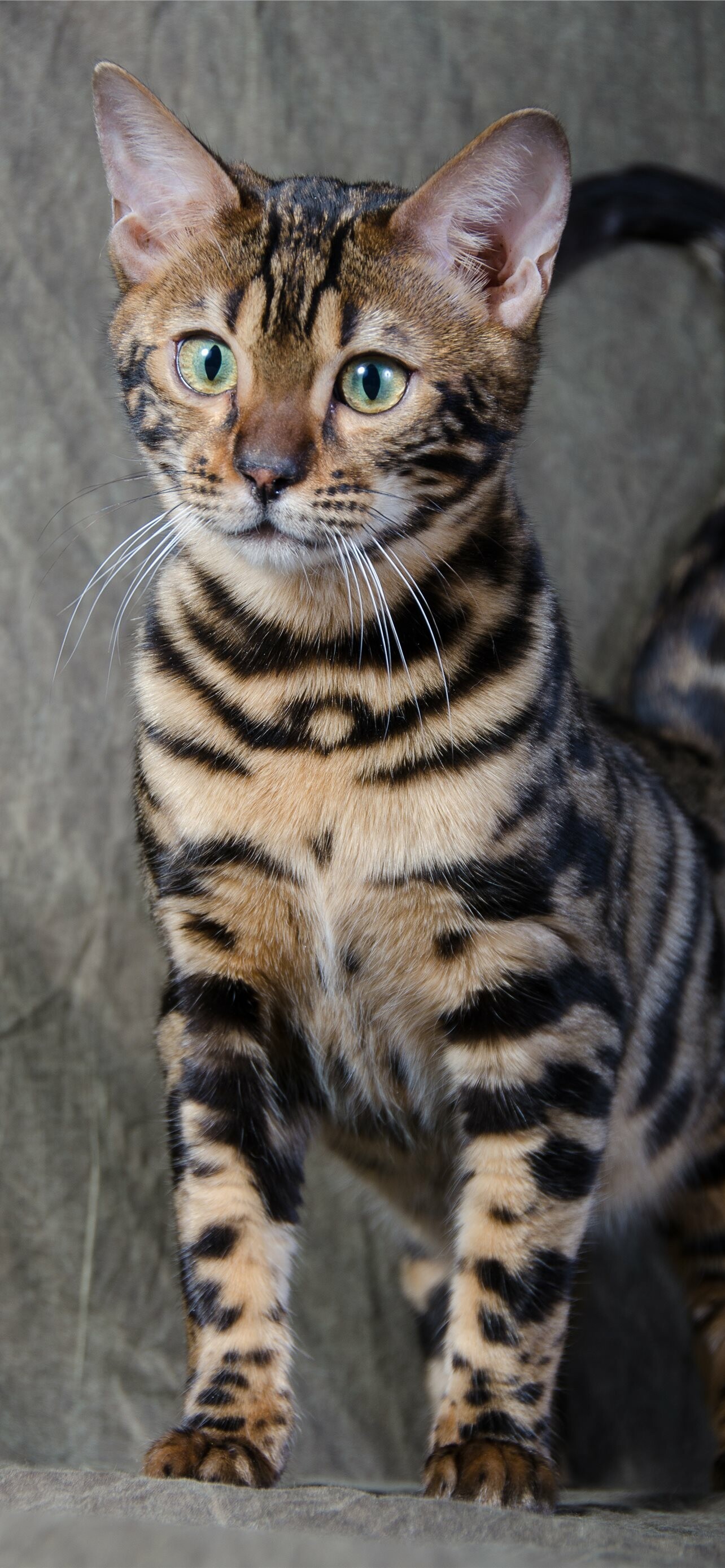Bengal Cat: Bengals are larger than the average house cat because of their muscular bodies. 1290x2780 HD Background.