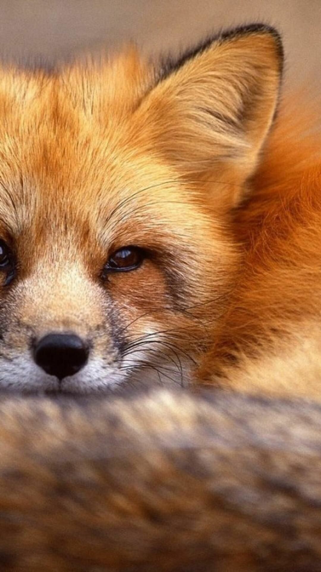 Fox: It has a reddish-brown fur, but can vary in coloration and can give rise to black, silver or cross morphs. 1080x1920 Full HD Wallpaper.