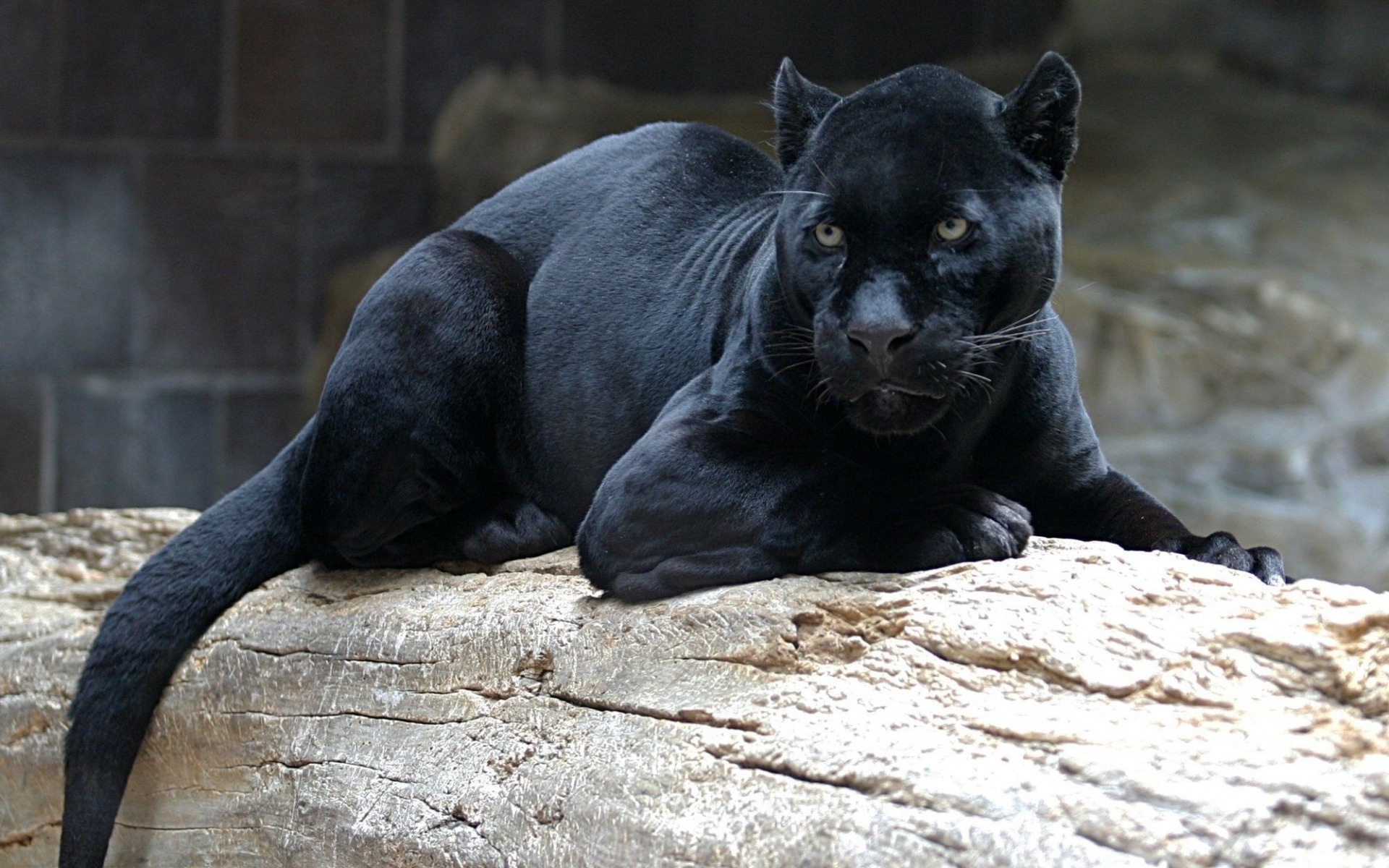 Black Panther (Animal): Dangerous animals, Predators, Dark coat. 1920x1200 HD Wallpaper.