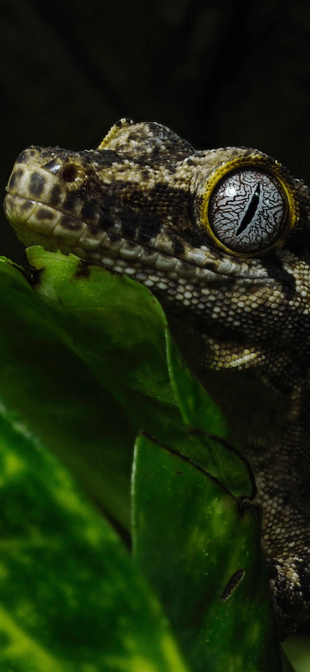 Lizard phone wallpapers, Variety of backgrounds, Reptile species, Mobile device, 1250x2690 HD Handy