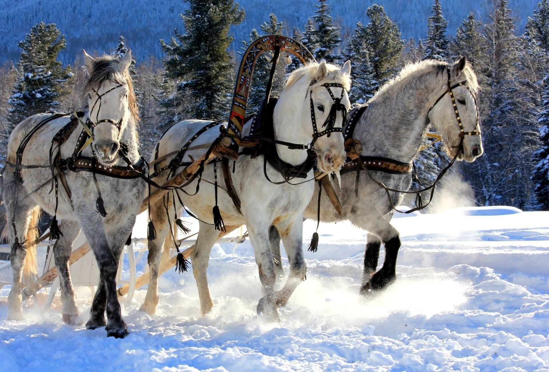 Horses in the snow, Graceful and majestic, Winter wonderland, Enchanting beauty, 1920x1300 HD Desktop