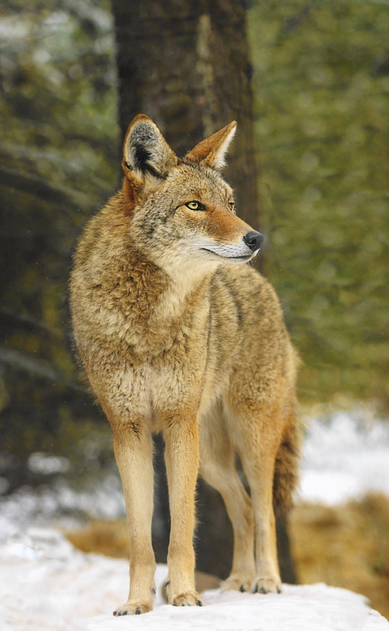 Coyote, Living near wildlife, Coexistence with nature, Experts' advice, 1270x2050 HD Handy