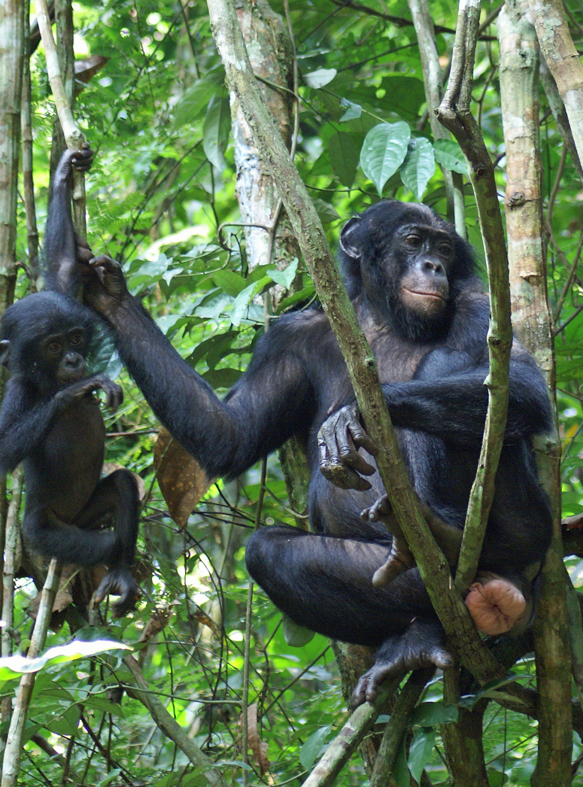 Mixed messages, Female bonobo sexual swellings, Males' attention, 1920x2600 HD Handy