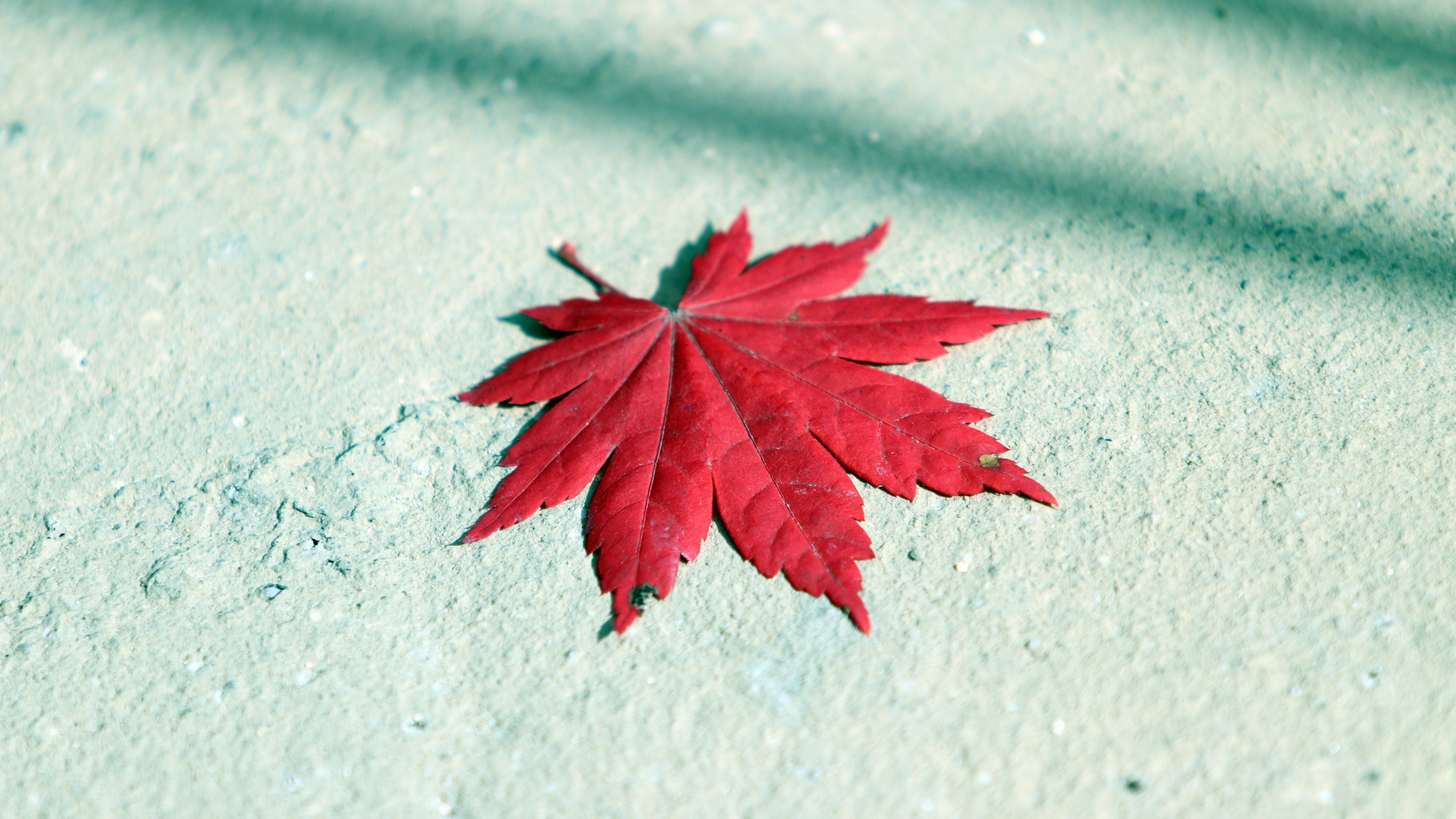 Autumn maple leaf, Red beauty, 4K UHD, Widescreen wallpaper, 3840x2160 4K Desktop