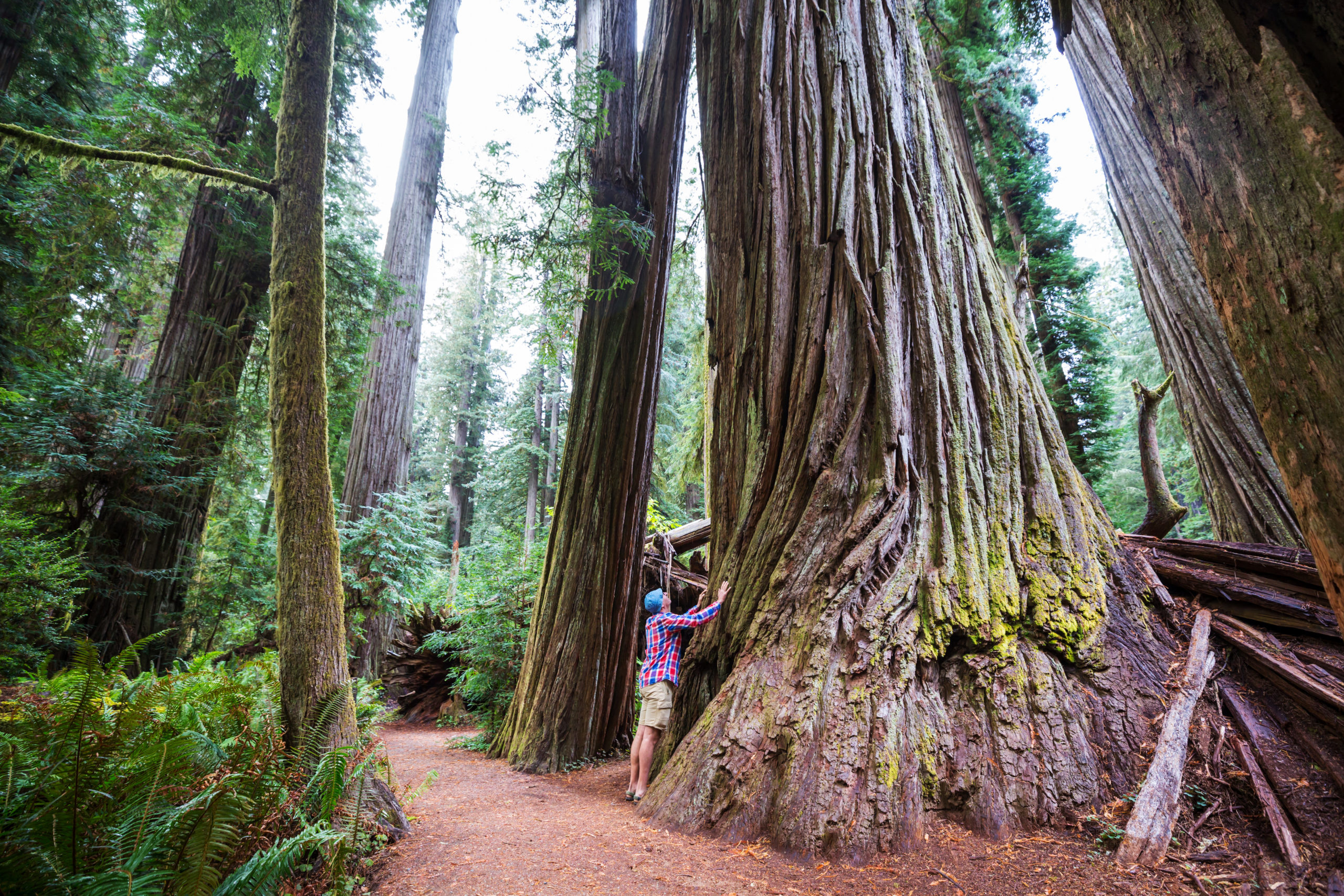 Oregon's giant redwoods, Enchanting forest stroll, Nature's beauty, Serene landscapes, 2560x1710 HD Desktop