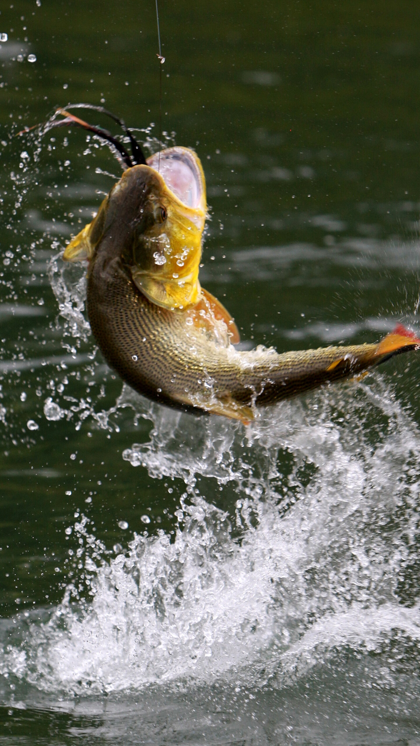 Bass fish, Fishing drops, Tranquil setting, Capturing the moment, 1440x2560 HD Phone