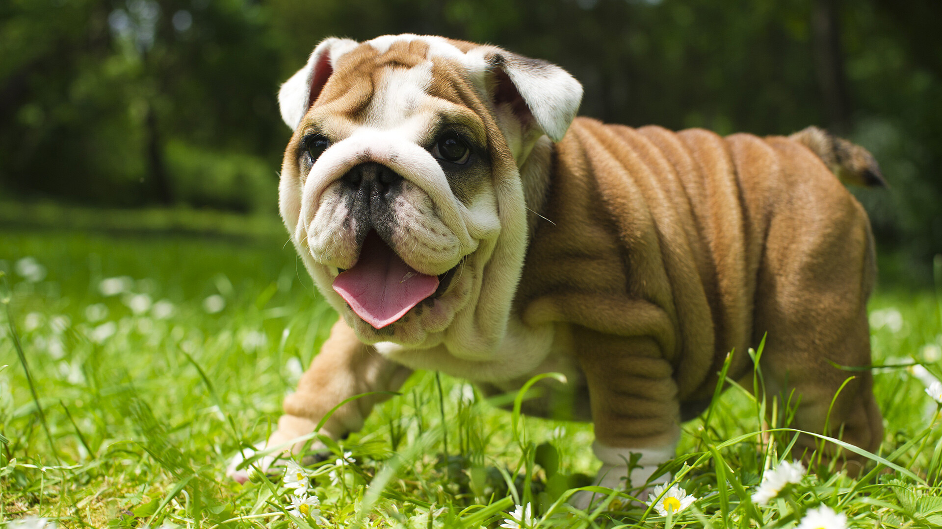 Bulldog: English breed, Puppy, Has a loose skin that forms wrinkles on the head and face. 1920x1080 Full HD Background.