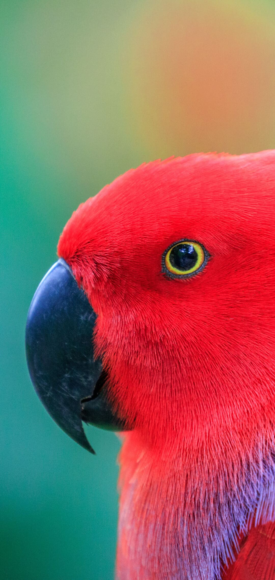 Parrot: The only birds that can lift food to their beaks using their feet. 1080x2280 HD Wallpaper.
