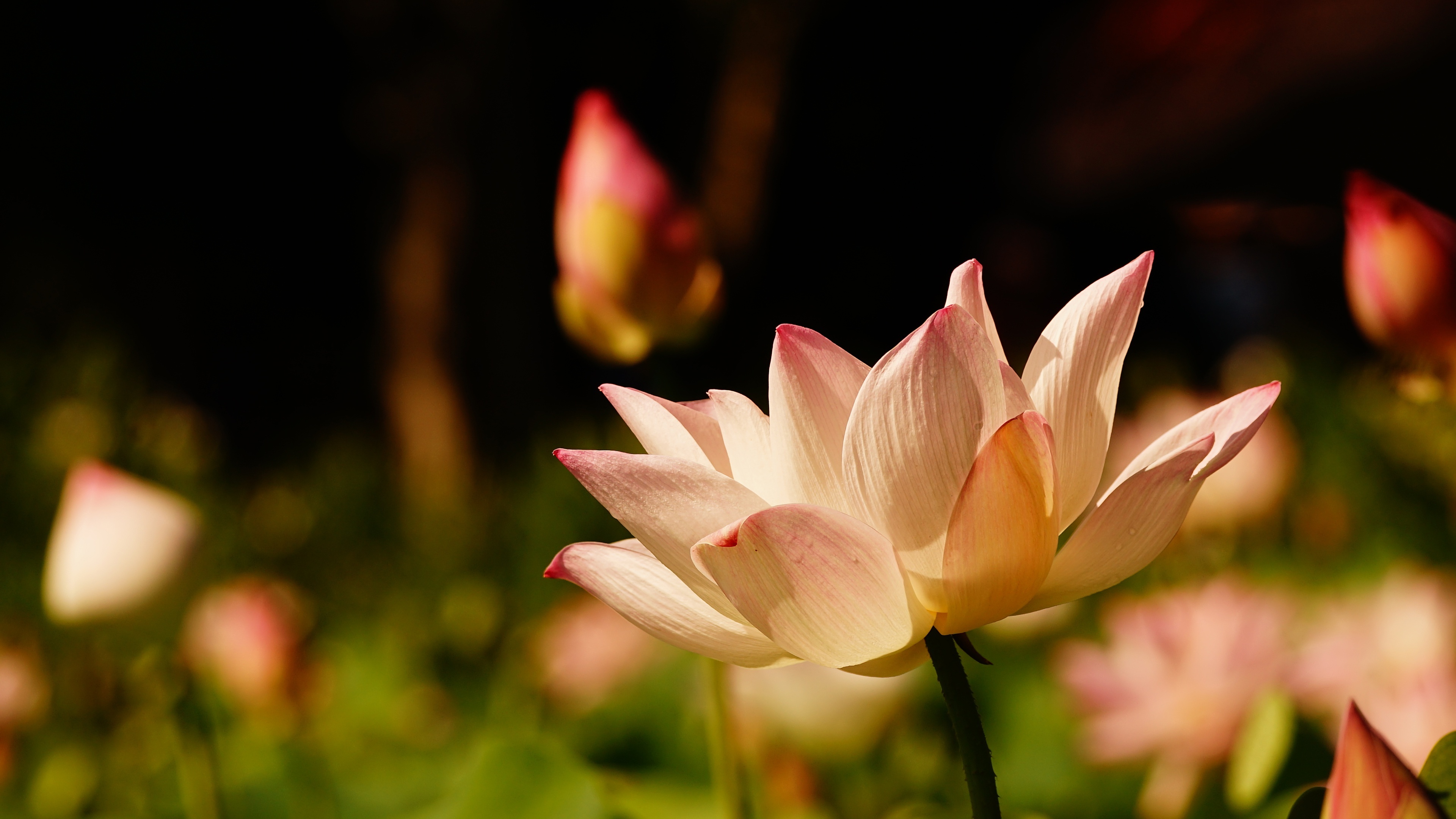 Pink lotus nature, Close-up flower, Beautiful petals, 3840x2160 4K Desktop