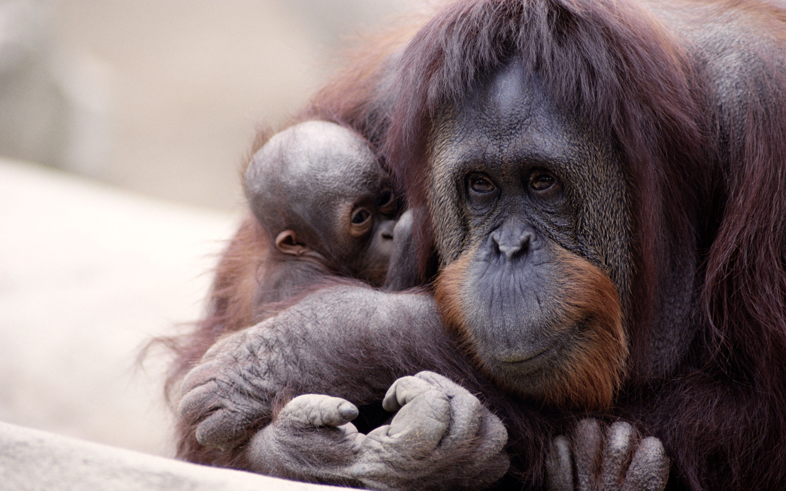 Orangutan, Majestic creatures, Endangered species, Nature's wonders, 2560x1600 HD Desktop