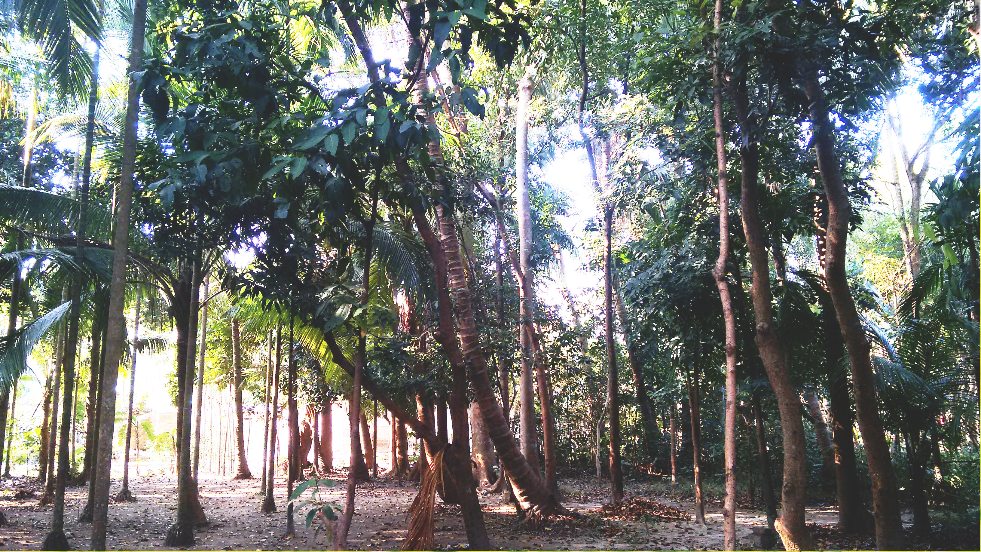 Teak Tree, Saurav Sen photography, Indonesian timber, Public sector innovation, 3270x1840 HD Desktop