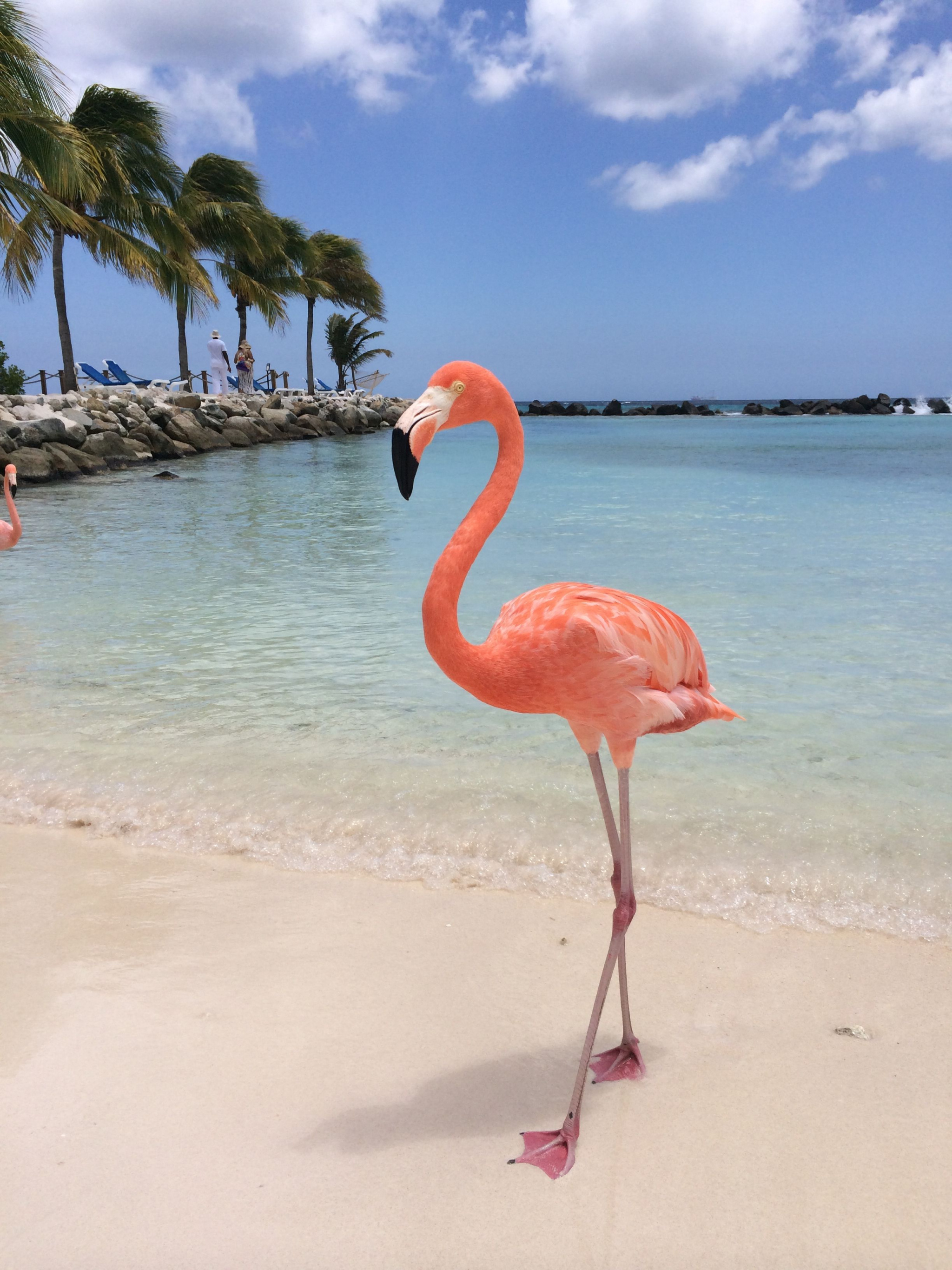 Aruba Island, Renaissance Island Aruba, Flamingo paradise, Exotic bliss, 2050x2740 HD Phone