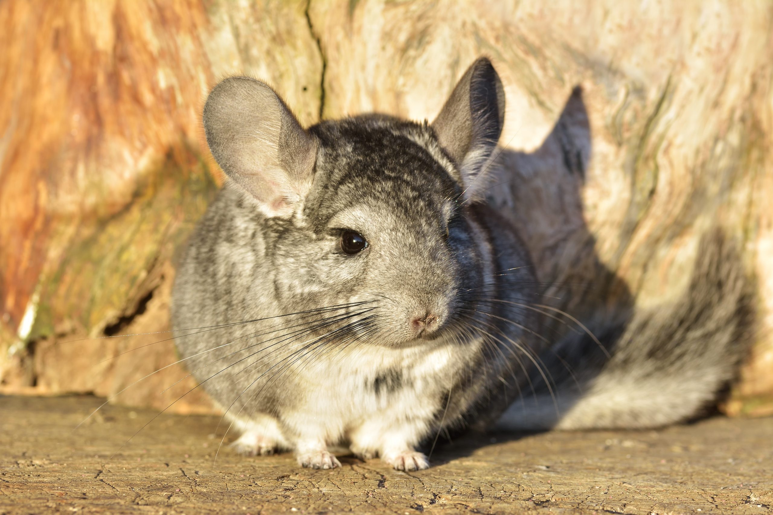 Chinchilla pictures, Adorable pet, Small and fluffy, Rodent companions, 2560x1710 HD Desktop
