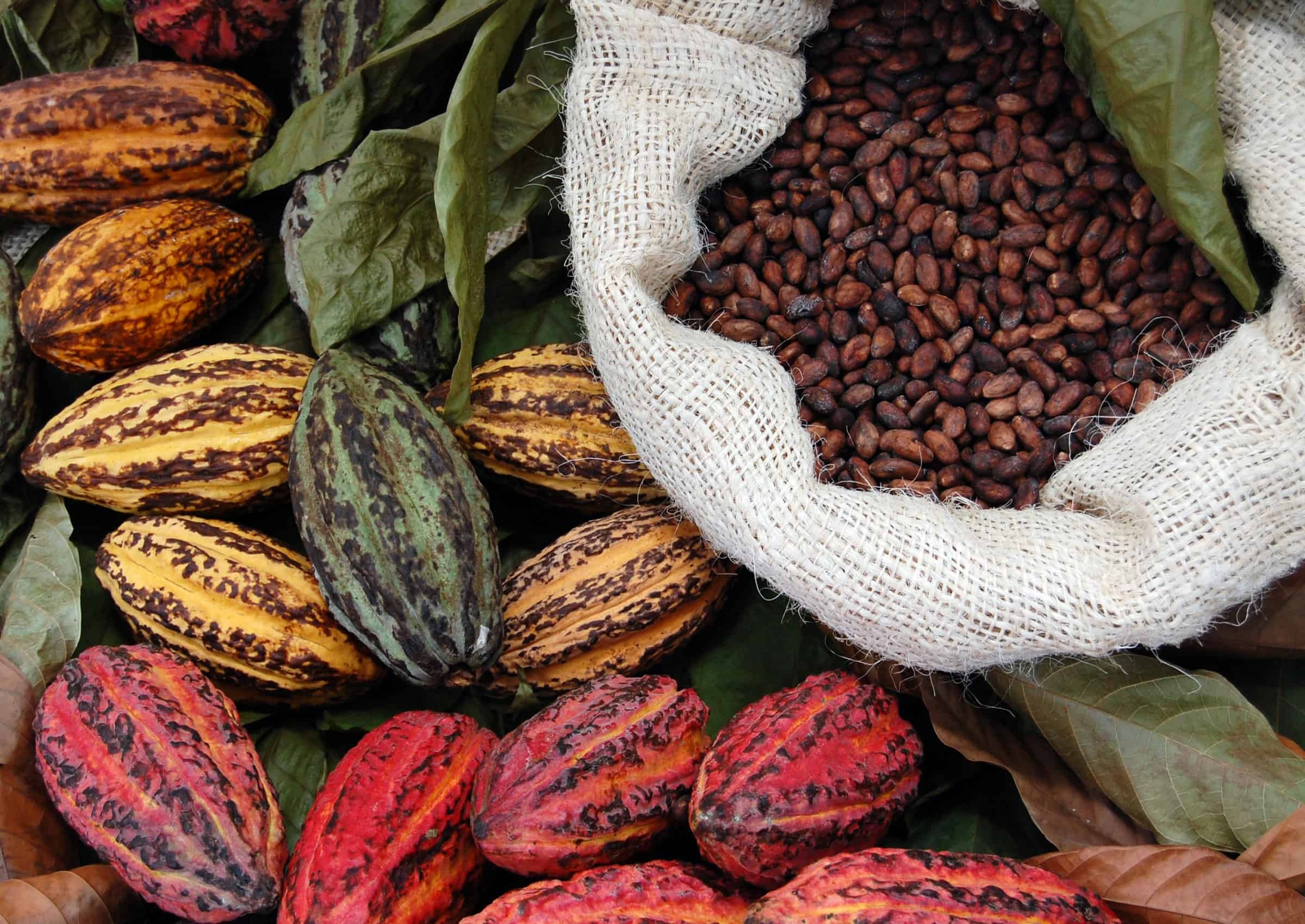Cocoa sector, Ghana and Cte d'Ivoire, Kit Royal Tropical Institute, Insights and analysis, 2400x1700 HD Desktop