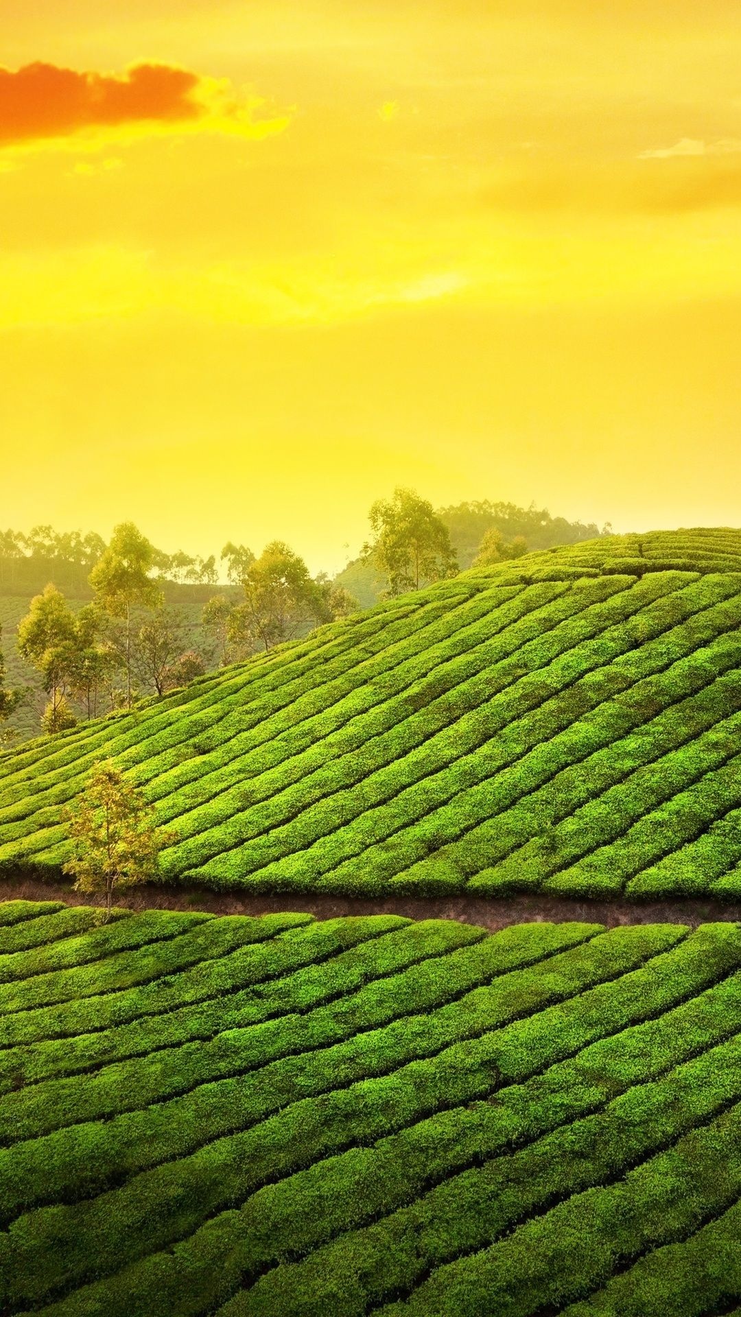 Top Kerala wallpapers, Stunning visuals, Captivating backgrounds, Nature's wonders, 1080x1920 Full HD Phone