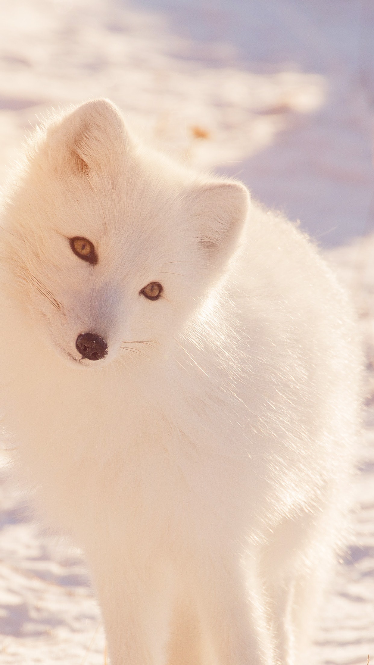 Cute snow fox, Popular wallpapers, Snowy landscapes, Frosty charm, 1250x2210 HD Phone