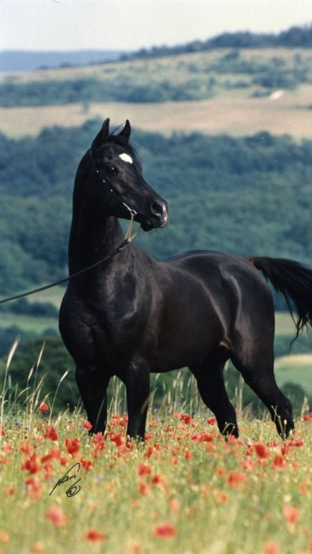 Horse: A breed that originated on the Arabian Peninsula, A distinctive head shape and high tail carriage. 1080x1920 Full HD Wallpaper.