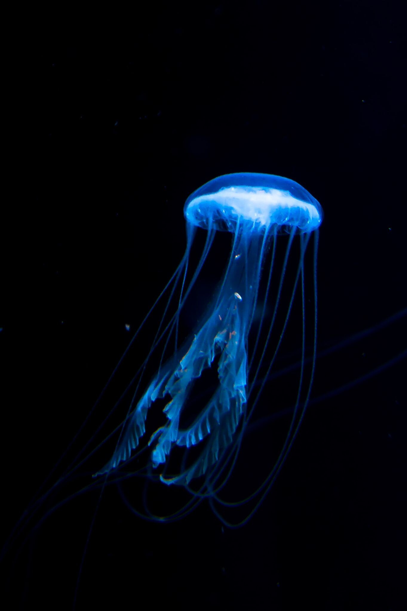 Glowing Jellyfish: Beautiful bioluminescent sea creatures, Glowing in the dark, A bioluminescent protein. 1370x2050 HD Background.