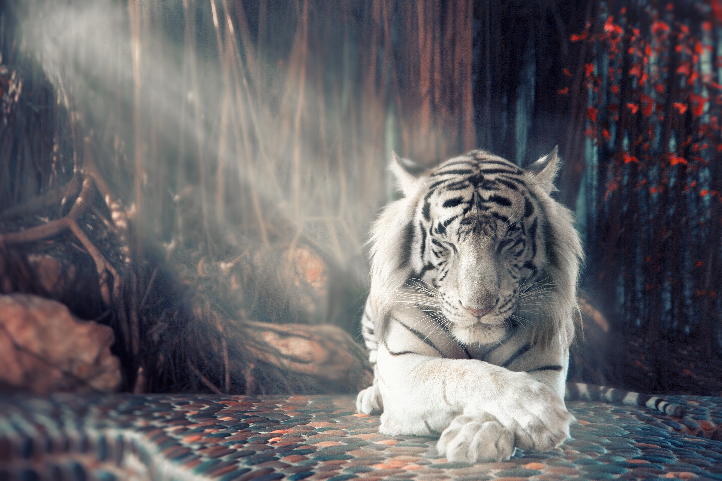 Tiger prowess, Gorgeous wallpapers, Striking visuals, Wild beauty, 2400x1600 HD Desktop